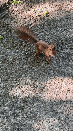 Squirrel jumps onto concrete wall in Ternopil, Ukraine