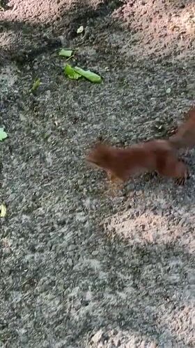 Squirrel jumps onto concrete wall in Ternopil, Ukraine