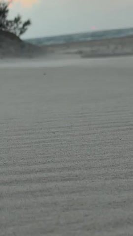 The video is a close-up shot of sand dunes at a beach. The sand is light gray and has visible ripples from the wind. In the background, the ocean can be seen, with gentle waves. The sky is cloudy with hints of pink and orange, suggesting it is either sunrise or sunset. There is a small tree or bush on the left side of the frame, and a faint mist of sand is blowing across the dunes. The camera is positioned very low to the ground, giving a unique perspective of the sand.