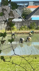 Morning life captured in North Kuta: farming, conversation, family