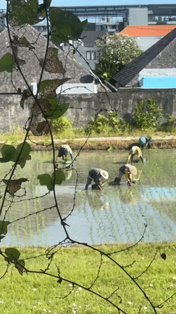 Morning life captured in North Kuta: farming, conversation, family