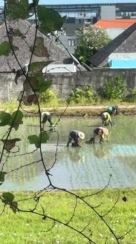 Morning life captured in North Kuta: farming, conversation, family