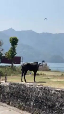 A dark-colored horse stands in a grassy area near a stone wall. Behind the horse, there's a body of water, and further back, mountains can be seen. A bird flies in the sky above.