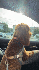 Poodle rides on tattooed driver's lap in Sofia