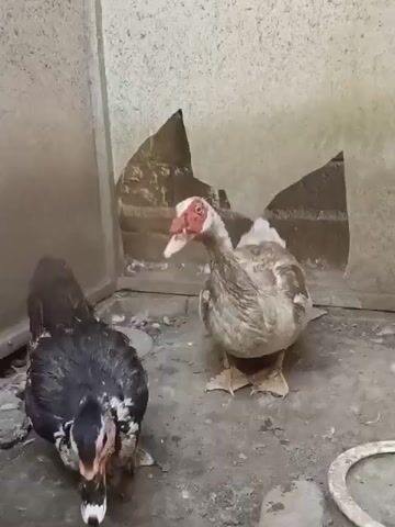 Two ducks are in a concrete enclosure. One duck is black and white and is on the left side of the frame, facing the camera and lowering its head to the ground. The other duck is brown and white and is on the right side of the frame, facing the camera and looking slightly to its right. The enclosure has a rough, textured wall with two large, irregularly shaped holes in it. The floor is concrete and dusty. There are some loose feathers and debris on the floor.