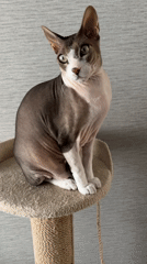 Sphynx cat observed on cat tree in Korolyov