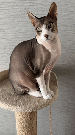 Sphynx cat observed on cat tree in Korolyov