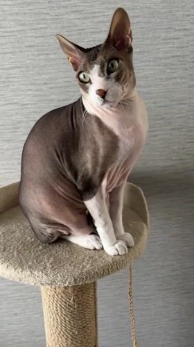Sphynx cat observed on cat tree in Korolyov