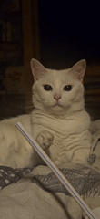 White cat gets curious about a striped straw