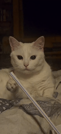 White cat gets curious about a striped straw