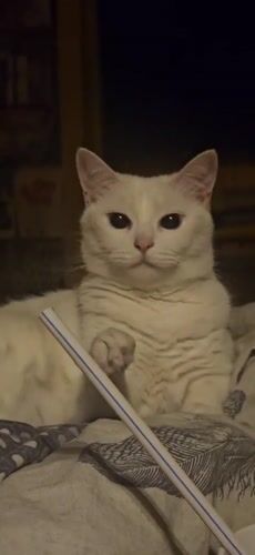 White cat gets curious about a striped straw