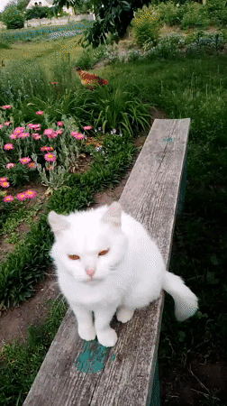 Rural farm life documented in Ustyvytsia, Ukraine features cats and chickens
