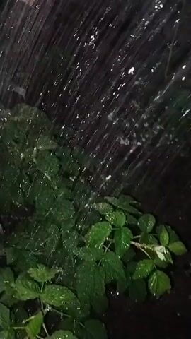The video shows a close-up of green leaves being watered from above. The water is spraying in a concentrated stream, creating a shimmering effect as it falls onto the foliage. The background is dark, suggesting either nighttime or a shaded area. The leaves appear lush and healthy, possibly indicating a garden or natural setting. The overall mood is peaceful and serene, focusing on the simple act of nurturing plant life. There are no visible people or text in the frame.