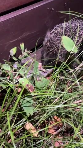 A hedgehog is foraging in grass near a wooden structure. The hedgehog appears to be eating something on the ground.