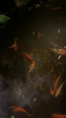 Koh Phangan scenes: koi pond and band practice captured