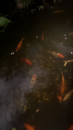 Koh Phangan scenes: koi pond and band practice captured