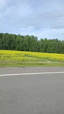 This is a short video clip filmed from a moving vehicle. The view is of a rural landscape featuring a large field of yellow flowers, likely sunflowers, stretching horizontally across the frame. Behind the field, a dense line of green trees forms a natural boundary. The sky above is partly cloudy with a mix of blue sky and white clouds. In the foreground, a portion of a paved road is visible, with a white line marking the lane. The perspective suggests the camera is positioned to the side of the road, capturing the passing scenery. No people or specific actions are discernible. The overall impression is a serene, pastoral scene.