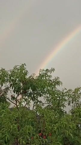 The video shows a rainbow forming in a grey sky above green foliage. The foliage appears to be from a tree with many leaves and some small red fruits. The rainbow is a bright arc with visible colors, extending across the sky from the left side of the frame towards the right. The sky is overcast, suggesting that rain may have recently fallen or is about to fall. There are no people visible in the video.