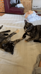 Two cats play on bed in Mũi Né, Vietnam