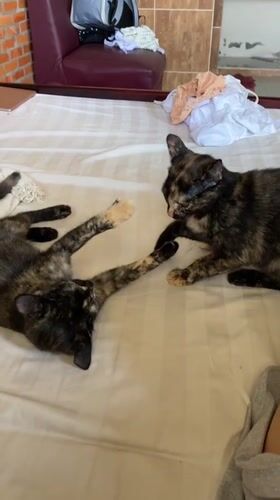 Two cats play on bed in Mũi Né, Vietnam