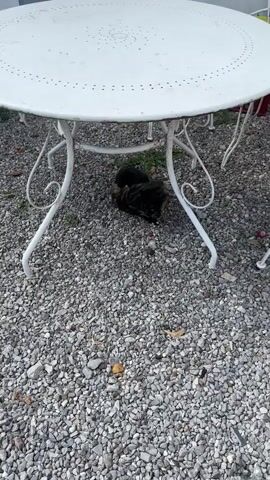 A black and white cat is seen from a high angle lying on its back in the gravel under a white metal table. Its paws are in the air. Another cat, with tabby markings, is curled up on top of the first cat. The second cat is facing away from the camera, while the first cat's head is turned towards the camera. The area is covered in grey gravel with a few scattered leaves and small objects. Some green foliage is visible in the background. The table has decorative, ornate legs.