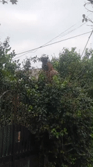 Dog spotted barking from hedge top in Buenos Aires
