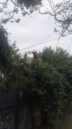 Dog spotted barking from hedge top in Buenos Aires