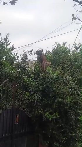 Dog spotted barking from hedge top in Buenos Aires
