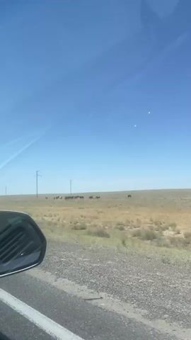 The video is a first-person perspective shot from inside a vehicle, looking out at a wide, open, grassy plain under a clear blue sky. In the distance, several horses are scattered across the landscape, some grazing and others standing. There are also power poles visible. The camera is focused on the horizon and the animals. The road in the foreground is partially visible, with a vehicle's side mirror on the left side of the frame.
