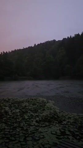 A serene lake is depicted at dusk. The water is covered with lily pads in the foreground and a fine mist hovers over the surface. The background is dominated by a dense forest that climbs a gentle slope, its trees a deep, dark green against the pale, twilight sky. The overall atmosphere is calm and tranquil.