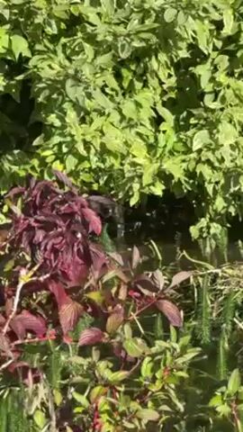 Here's a description of the video:

The video shows a close-up of garden plants. There are plants with green leaves and plants with darker red leaves. There is a small fountain. The camera moves upwards to give a wider shot of the garden. It is a bright and sunny day.