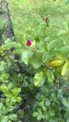 A close-up shot focuses on the tip of a red rosebud surrounded by green leaves. The rosebud is slightly blurred, indicating shallow depth of field. The leaves are a deep green and appear moist, suggesting they might have been recently watered or are dewy. Some leaves show minor imperfections, like small holes or tears. In the background, more green foliage and a hint of grassy area are visible, out of focus. The lighting is soft and diffused, indicating an overcast day or shade. The overall impression is of a still, natural setting, highlighting the delicate beauty of the developing rose.
