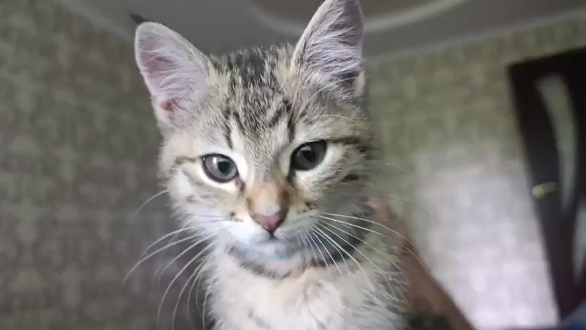 A kitten is shown in a close-up shot. The kitten has tabby markings on its fur, with stripes of dark brown and gray. Its eyes are large and dark, and its whiskers are long and white. The kitten is wearing a blue collar. The background of the video appears to be an indoor setting with patterned wallpaper. The camera is positioned at a low angle, looking up at the kitten.