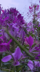 Spring flowers bloom in Da Lat gardens, bees active