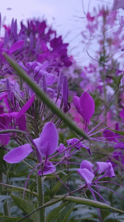 Spring flowers bloom in Da Lat gardens, bees active