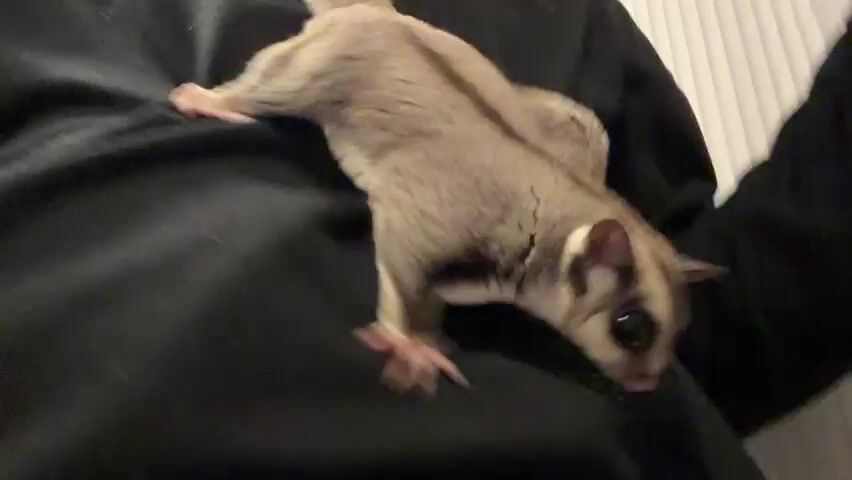 The video shows a close-up of a sugar glider, a small marsupial, being held by a person. The sugar glider is light brown and white with dark markings around its eyes. It is lying on a dark-colored fabric, possibly clothing, and appears to be moving or shifting its position. The person's arm, covered in a dark sleeve, is visible supporting the animal. The background is blurred but suggests an indoor setting with a light-colored, textured surface, possibly a bed or couch. The focus is primarily on the sugar glider, with its face and paws clearly visible at different points. The lighting is dim.