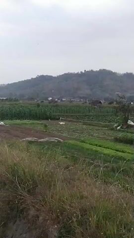 The video shows a rural landscape with a hill in the background. In the foreground, there are fields of crops, including corn and some leafy green vegetables. There is a small, rustic shelter or shed with a thatched roof situated in one of the fields. The sky is overcast, suggesting it might be a cloudy or hazy day. The overall scene depicts agricultural land with signs of cultivation and basic farming structures.