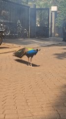 Peacock, pest control, and residential life in South Jakarta