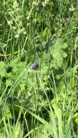 A small blue butterfly is in focus and flutters its wings as it lands on a blade of grass. The butterfly is positioned in the center of the frame. The background is filled with green grass and leaves, which are slightly out of focus. The lighting suggests it is daytime, with sunlight illuminating the scene.