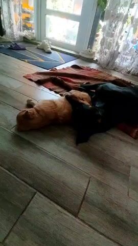 The video shows a ginger cat and a black dog sleeping together on a rug in what appears to be a home setting. The setting includes a wooden floor, a window with curtains, and a rug with a pattern. The lighting suggests it might be daytime, possibly afternoon, given the bright light coming from the window. The animals appear to be comfortable and relaxed, indicating a peaceful coexistence between them. There are no people visible in the video, nor any visible text. The overall mood is one of tranquility and domesticity.