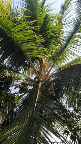 The camera points upward toward the top of a coconut tree. Green coconuts hang from the fronds. The trunk is light brown. The leaves are bright green, and there is sunlight. The sky is light blue.