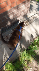 Leashed cat explores greenery near brick wall in Yudino