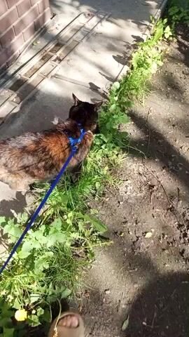 A brown tabby cat, wearing a blue harness and leash, stands near a brick wall, sniffing at some greenery on a concrete walkway. The cat is facing away from the camera and slightly toward the brick wall. The wall casts a shadow on the walkway, and sunlight is visible on the greenery. The walkway is edged with grass and small white flowers.