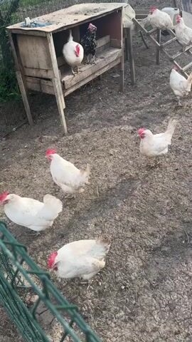 The video shows a chicken coop or yard, with a fair number of white chickens and two black ones. There's a small wooden structure, presumably a nesting box, and a few short wooden ladders scattered about. The ground is muddy. It appears to be a misty or foggy day. The chickens are mostly standing, walking around, or on the ladders, doing typical chicken activities. The camera pans slightly to provide a wider view.