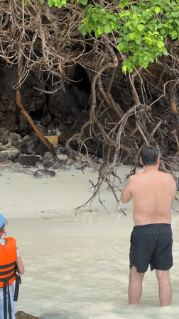 Beach morning in Krabi: snorkeling, longtails, and monkeys