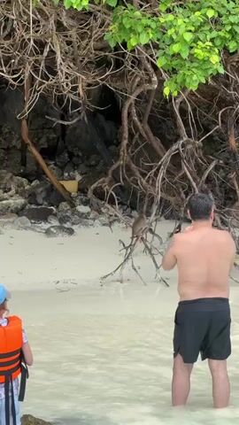 A man and a child are standing in shallow water near a sandy beach. The man, wearing black shorts, is facing away from the camera and holding a phone. The child, wearing a life vest, is facing away from the camera. In the background, a monkey is perched on a branch of a tree that overhangs the beach. The monkey appears to be reaching for something. The beach is covered in sand and rocks, and there are tree roots and foliage. The water is clear and shallow.