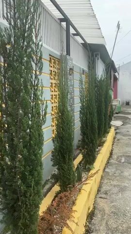 A vertical video shows a row of tall, slender evergreen trees planted along a yellow raised planter box. The trees are lined up in front of a gray wall with horizontal yellow stripes and a decorative yellow lattice panel. A light-colored roof extends over the planter box. The ground is paved with concrete, and to the right of the planter box, a narrow walkway is visible. The sky appears overcast.