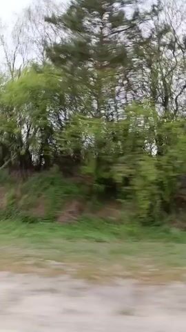 The video shows a view from a moving vehicle, likely a car, looking out at trees. The trees have some green foliage, and some are bare. There is grass and dirt visible near the road. The sky is overcast. The wind is blowing heavily. The sound is dominated by wind noise.
