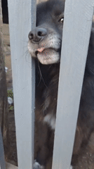 Lazy summer afternoon in Vypasne: cats, dogs, and open skies