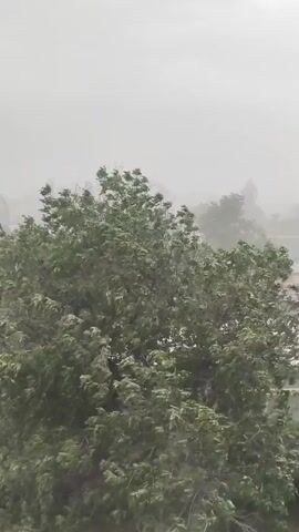 The video shows a large green tree in the foreground swaying violently in strong winds, with a misty and hazy sky in the background. In the distance, several buildings and other trees are visible, also appearing to be buffeted by the wind. The overall impression is of a severe weather event, likely a storm. There are no people visible in the video.